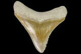 Serrated, Fossil Megalodon Tooth - Florida #110426-1